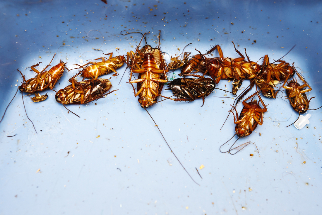 Cresthaven pest exterminators